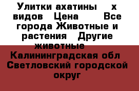 Улитки ахатины  2-х видов › Цена ­ 0 - Все города Животные и растения » Другие животные   . Калининградская обл.,Светловский городской округ 